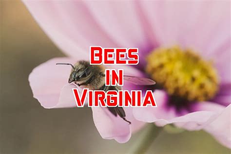 ball honeys|VIRGINIA HONEY BEES